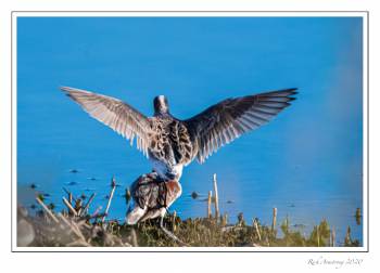 Wilson's Phalarope 3a copy.jpg